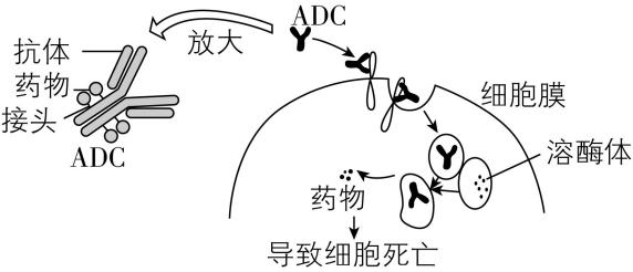 试题资源网 https://stzy.com