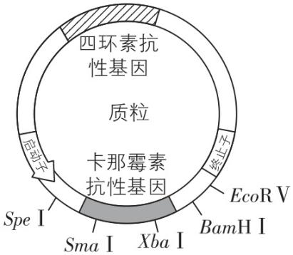 试题资源网 https://stzy.com
