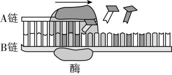试题资源网 https://stzy.com